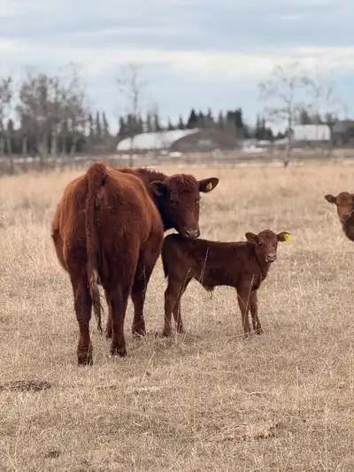 Pure bred registered cow calf pairs Cows on there 3rd calves born 2021 spring