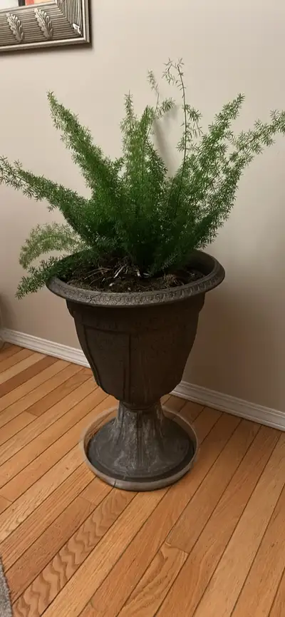 Foxtail Fern in Pedestal Planter, View more