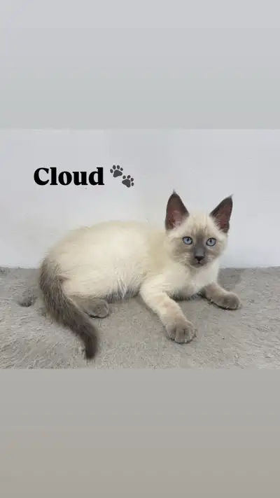 Siamiese x Highland lynx Mix ( Kittens), View more