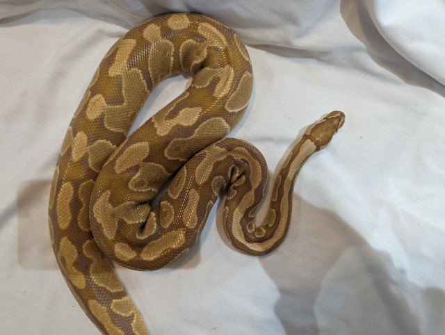 Caramel albino and killer bee ball python with tank dans Reptiles et amphibiens à adopter  à Longueuil/Rive Sud - Image 4