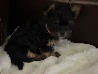 YORKIE mix CHIHUAHA Puppies, View more