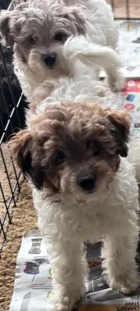 Schnoodle pups - only TWO left, View more