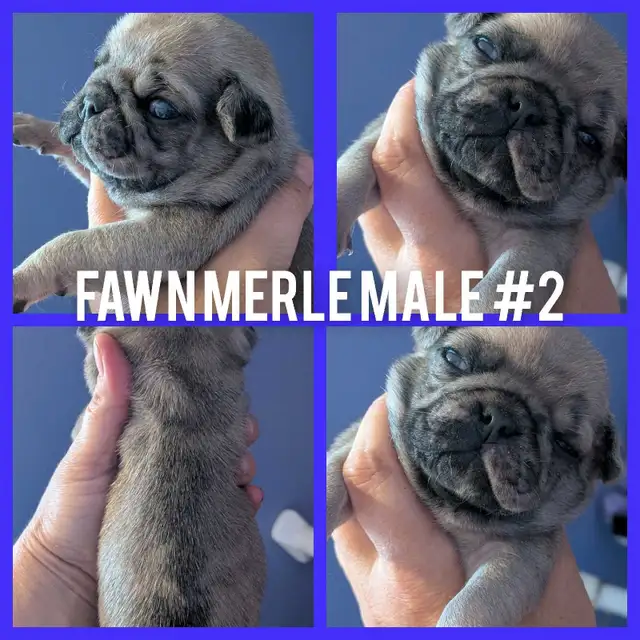 Quality Home Raised Pug Puppies in Dogs & Puppies for Rehoming in City of Toronto - Image 3