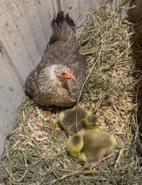 2 Goslings with foster mom