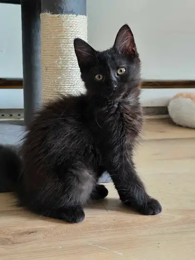 Black/brown female kitten 3 months old