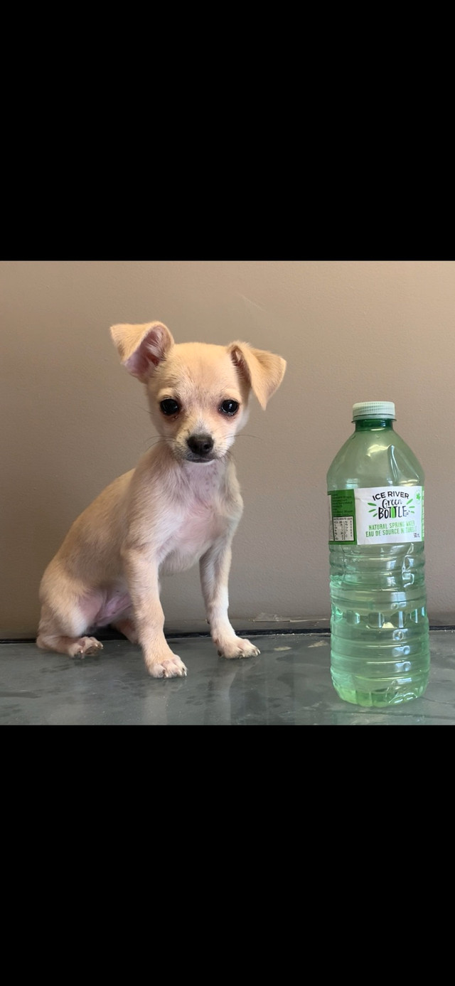 Chihuahua puppy. Female.  in Dogs & Puppies for Rehoming in Sudbury - Image 2