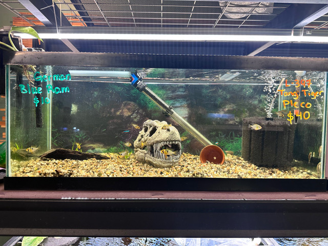 Hobby store in Millwoods  in Fish for Rehoming in Edmonton - Image 2