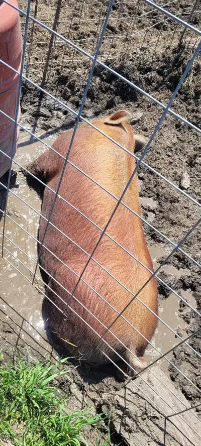 Tamworth Boar for sale (proven), View more