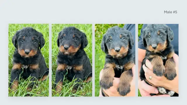 Tricolored Labrabernedoodles for sale - $250 in Dogs & Puppies for Rehoming in Winnipeg - Image 9
