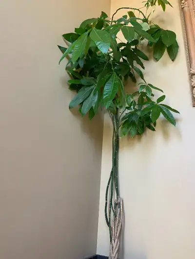 Pics 1-3-money tree-Sold Pics 4-6-Clivia Miniata-$100 (no pot) or $150 with ceramic pot Pics 7-8-Dra...