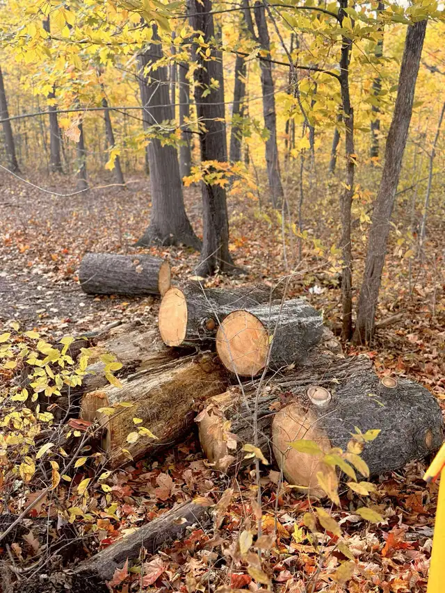 local rides 64601019085314120