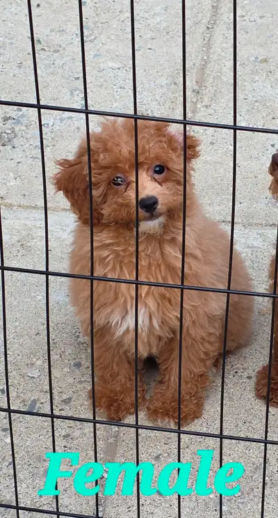 Poodle Cross Puppies, View more