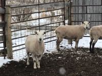 Sheep lambs ewes