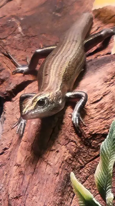 Indonesian blue tail skink, View more
