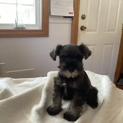 Miniature Schnauzer puppies CKC registered, View more