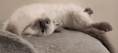 Himalayan cat Felix looking for new home, View more