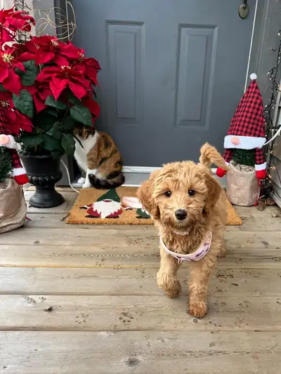 Golden Doodles, View more