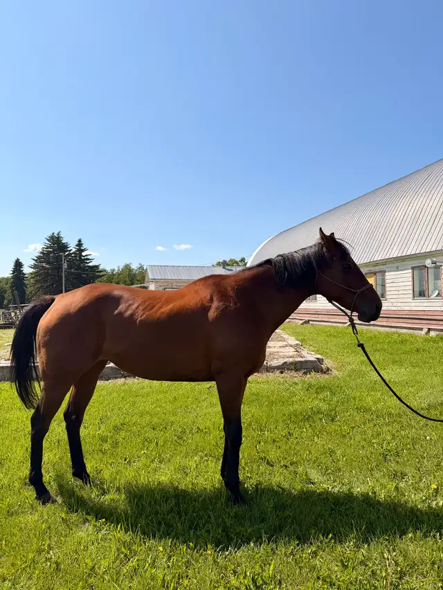 Thoroughbred mare for sale! in Horses & Ponies for Rehoming in Edmonton - Image 4