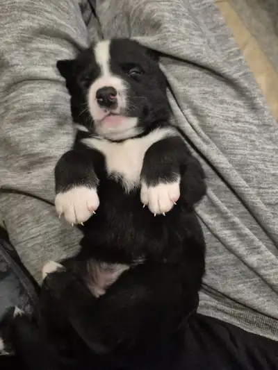 Beautiful husky lab cross pups. featured on CTV 1 new years pups, View more