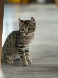 Adorable chaton  mâle Bengalc 