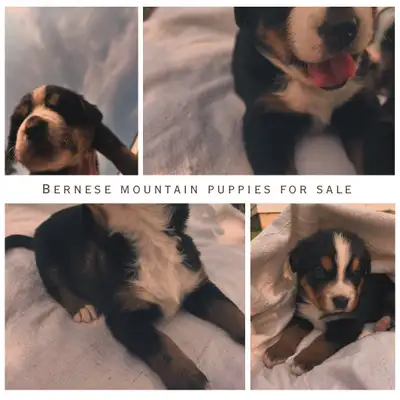 Bernese mountain dog puppies with 1/4 Swiss Bernese. Males and females. Well socialized with kids! R...