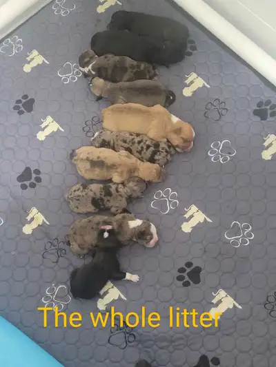 Boston Terrier Cross Poodle, View more