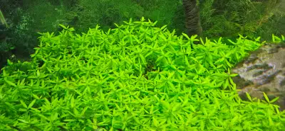 Aquarium plants, View more