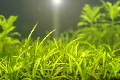 Aquarium plants - Dwarf Sag.., View more