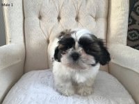 Pure Shih Tzu Puppies for Sale
