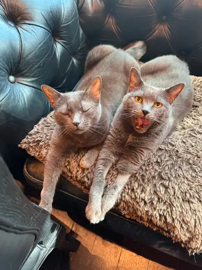 Two Grey Shorthair Cats Looking For New Home, View more