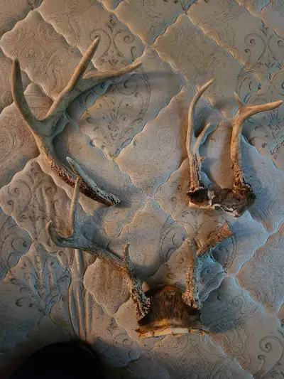 deer antlers, View more
