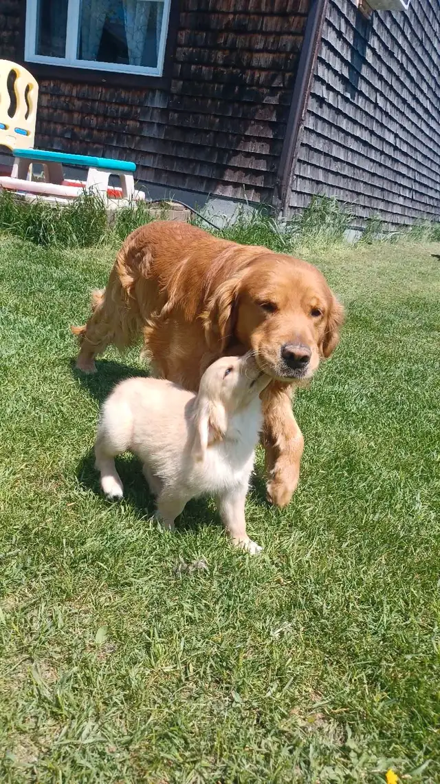 goldenretriver in Dogs & Puppies for Rehoming in Victoriaville - Image 9