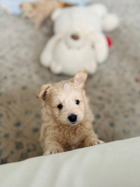 Miniature Poodle x Pomeranian cuties