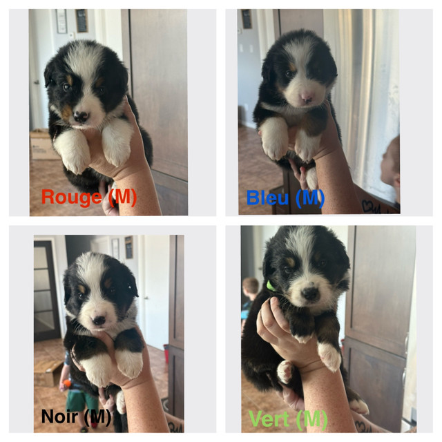 labernois dans Chiens et chiots à adopter  à Sherbrooke