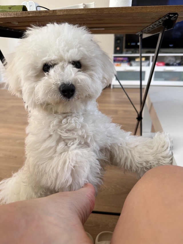 Pet sitter in Animal & Pet Services in Markham / York Region - Image 4