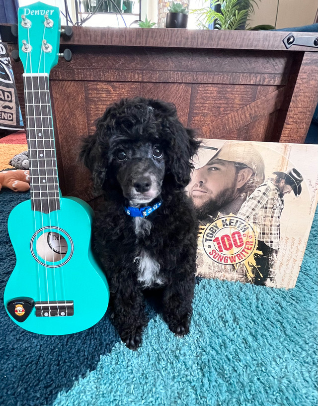 CKC reg Miniature Poodle Puppy in Dogs & Puppies for Rehoming in St. Albert - Image 4