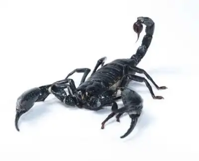 I.S.O male adult Heterometrus spinifer scorpion, View more