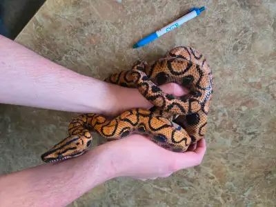 Iris the Brazilian rainbow boa, View more
