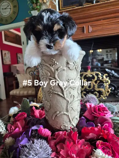 Biewer yorkie puppies, View more