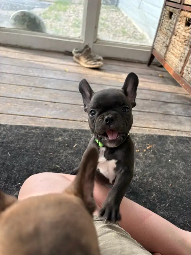 French bulldog Pups in Dogs & Puppies for Rehoming in Winnipeg - Image 2