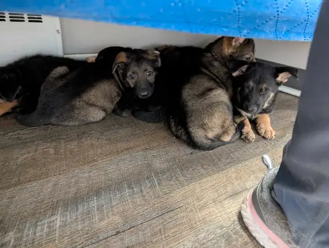 Puppies ready this weekend in Dogs & Puppies for Rehoming in Ottawa - Image 10