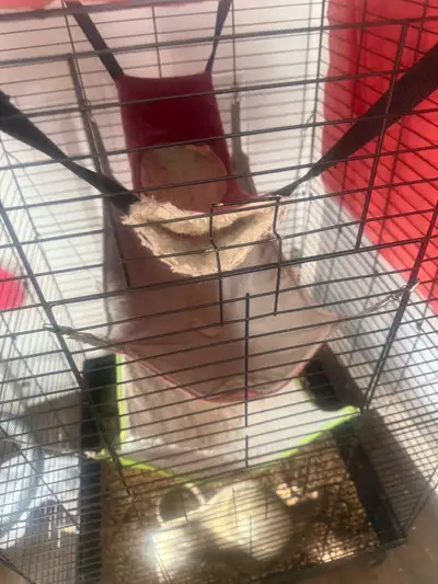 furret/furet for sale, View more