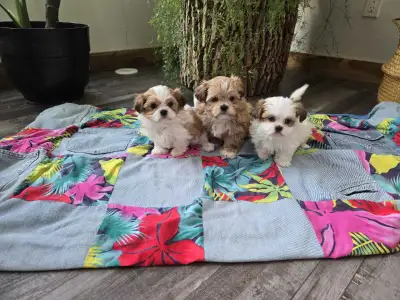 Shichon Puppies, View more