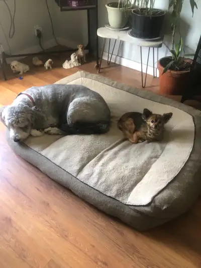  Long-term pet sitting , View more