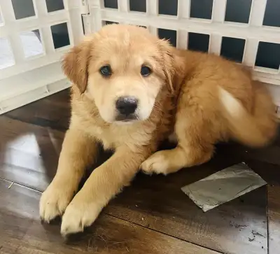 Adorable Puppies ONLY $250, View more