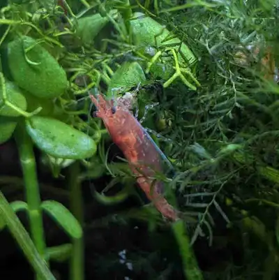 Red cherry shrimps, View more