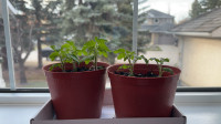 Healthy Established Cherry Tomato Plants