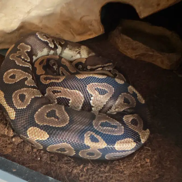 Curated visual reference: Feeding Beef Heart To Ball Pythons Reference: Ball Pythons 4 For Rehoming 2 Males 2 Females