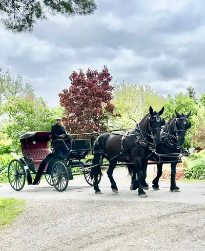 Gentle Giants Sleigh and Wagon Rides, View more