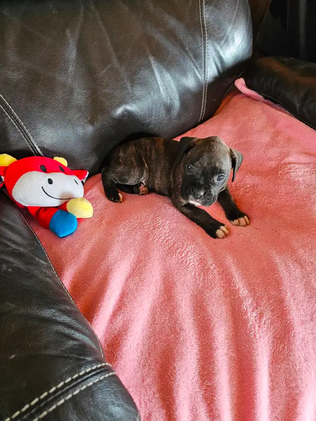Chiots Boxer in Dogs & Puppies for Rehoming in West Island - Image 9